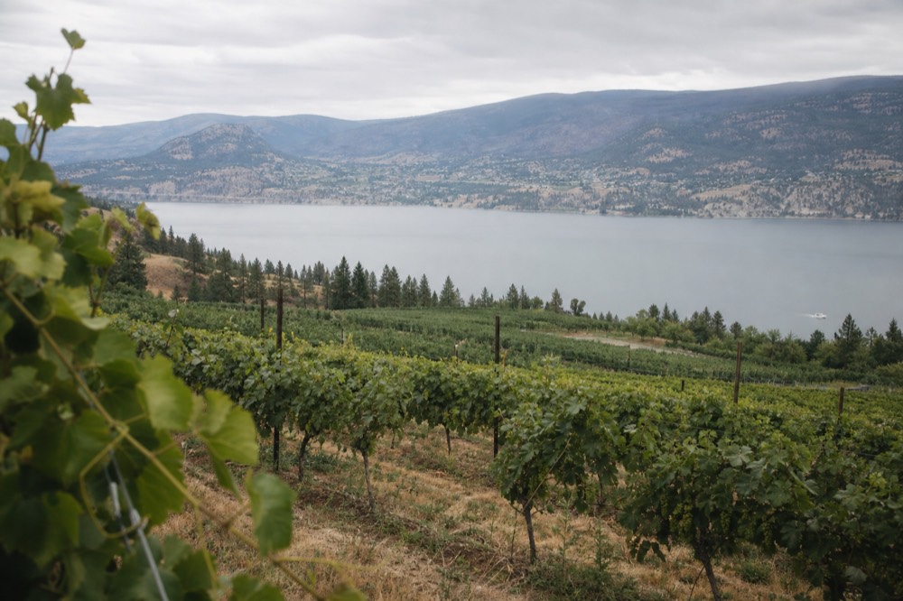 Rows of grapevines on the Naramata Bench dropping toward Okanagan Lake at midday, no people, no branding.
