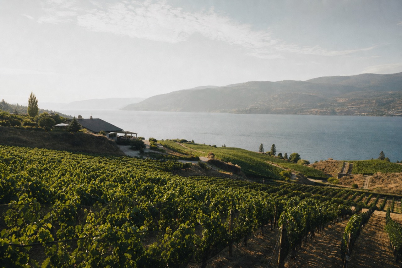 A wide elevated view of terraced Okanagan vineyards stretching along the lakeshore under a bright sky, no people, no text.