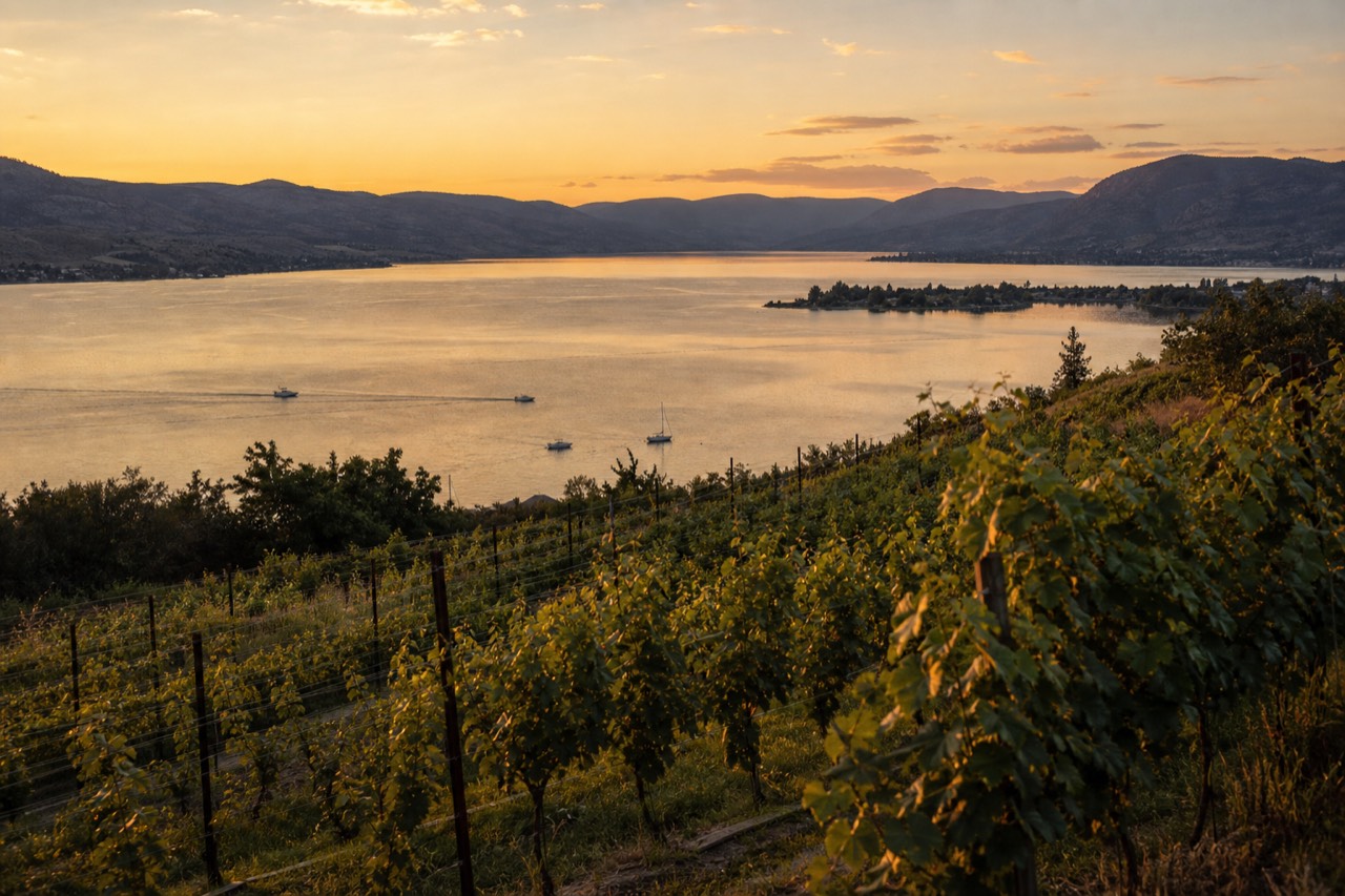 Naramata Bench vineyard rows on a terrace above Okanagan Lake near Penticton at golden hour, boats on the water below, no people, no signage.