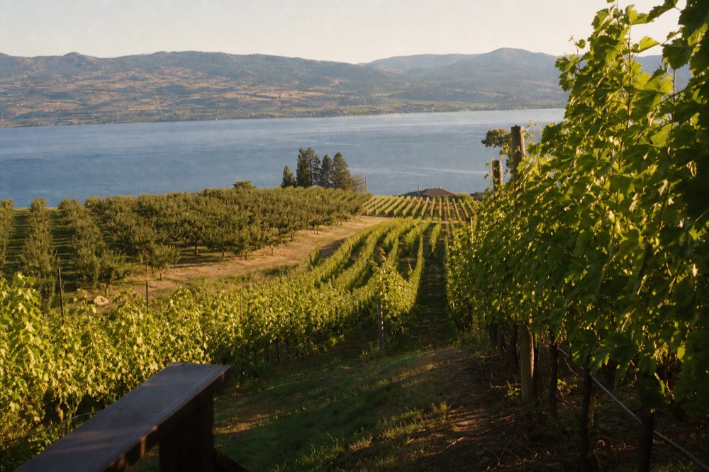 Rolling Lake Country vineyard on a ridge above blue Okanagan Lake with orchard blocks between vine rows, clear sky, no people, no text.