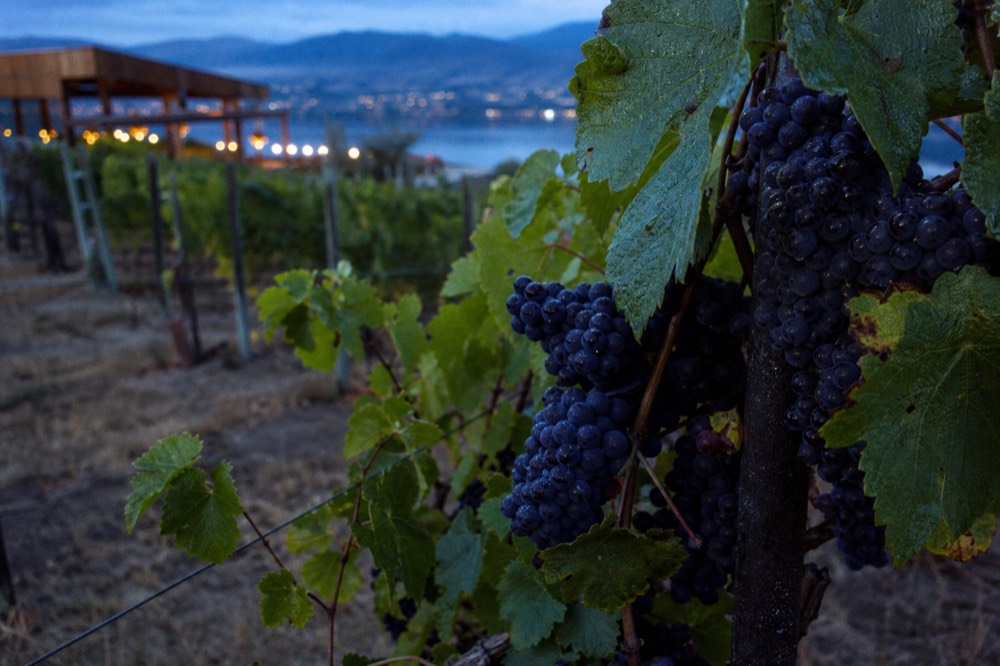 Ripe dark grape clusters on the vine at harvest, dew on the skins, vineyard rows behind, no people.