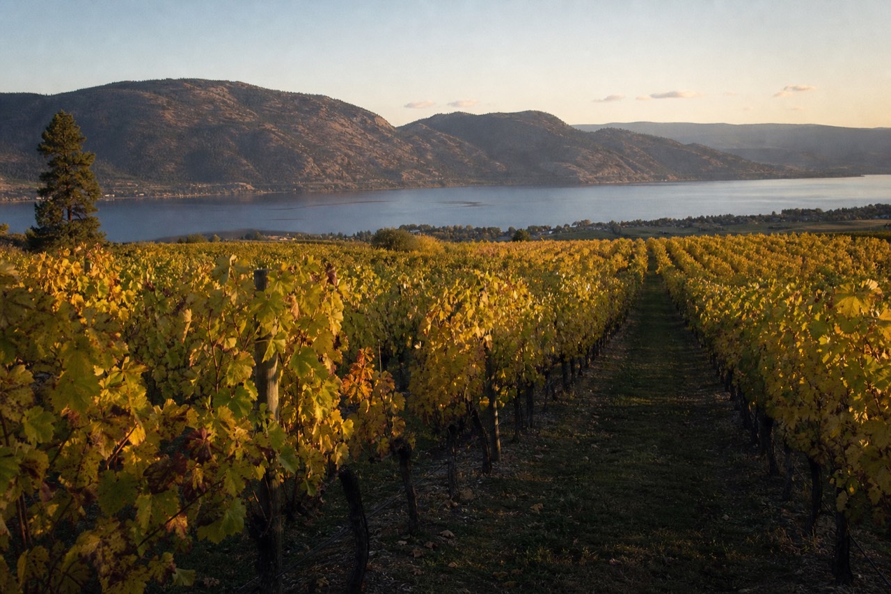 Okanagan Lake vineyards in golden autumn colour with rows turning yellow and orange under a clear September sky, no people.
