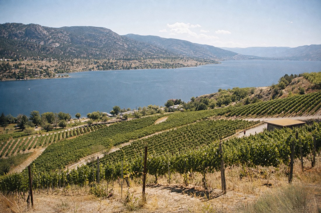 Terraced bench vineyards stepping down toward a long blue lake, rows catching low sun, a small cellar door tucked among the vines