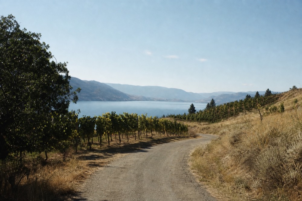 A winding country road through vineyard hills with the lake in the distance, no cars, no signage.