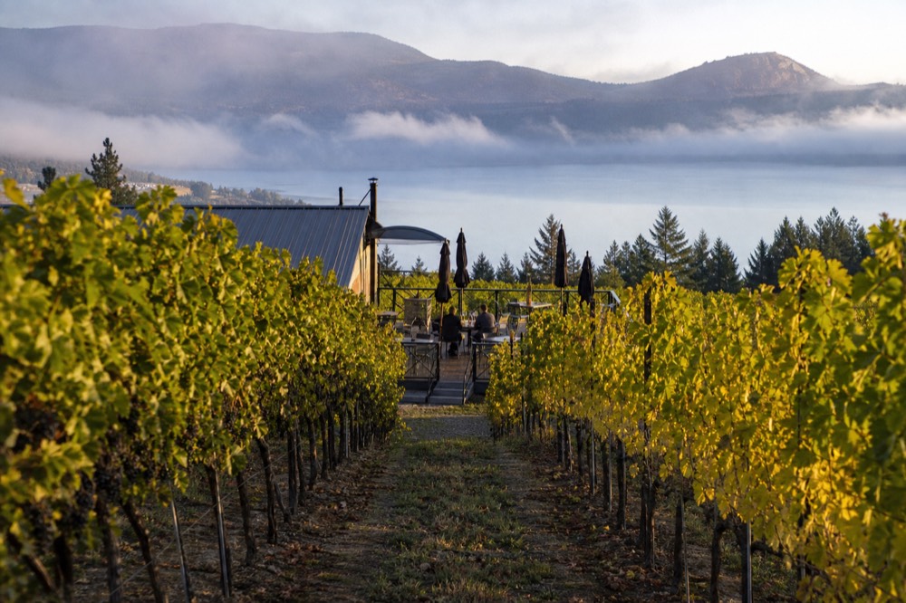 A small tour group's-eye view down a vineyard row toward a tasting patio, no people identifiable, no branding.
