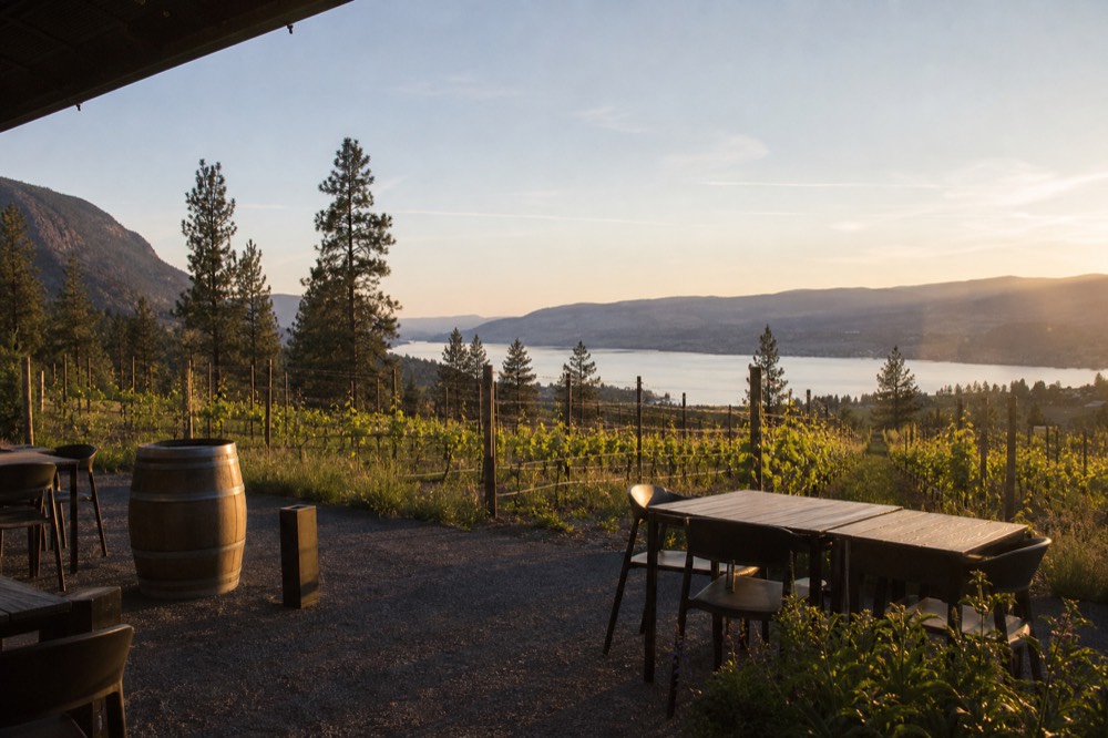 A modern winery patio with fresh vine plantings and lake views under open sky, no branding, no people.