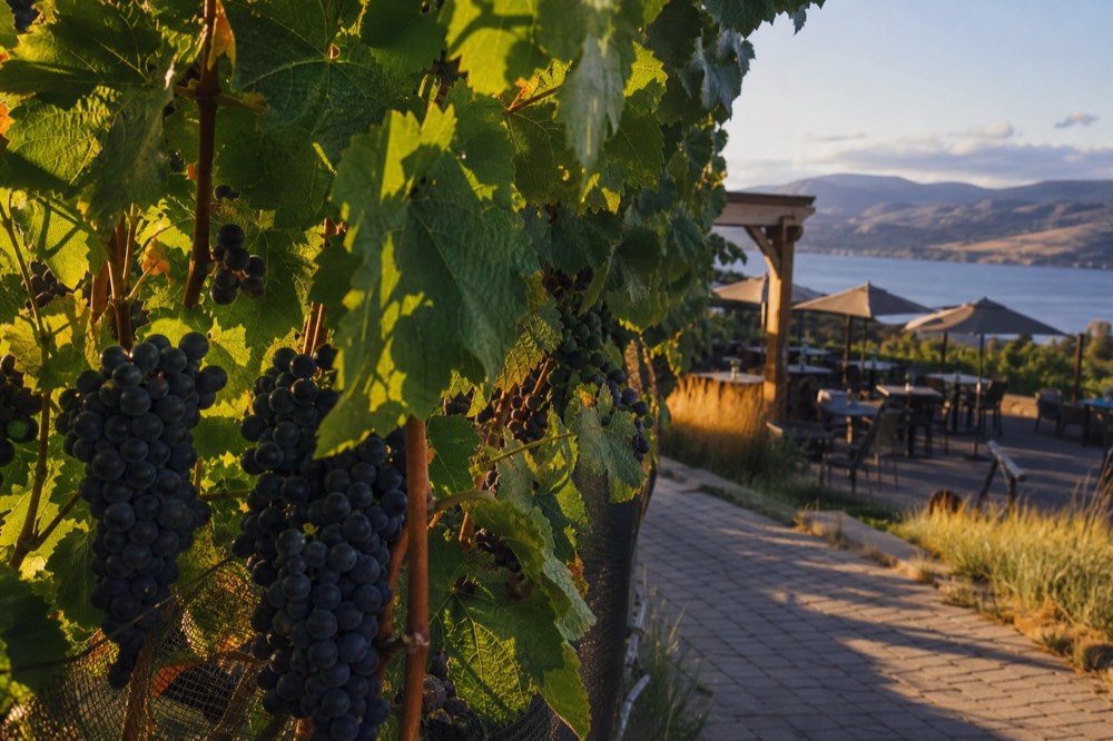 Close view of ripe dark grape clusters on the vine with a soft-focus winery patio behind, no branding, no people.