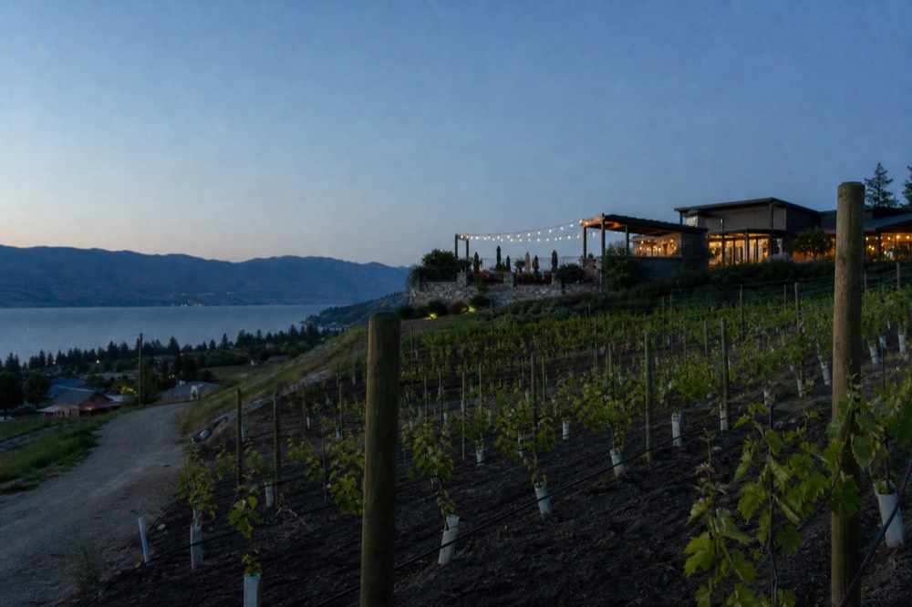 Young vine plantings in fresh soil on a terraced slope with mature vineyard blocks behind, clear sky, no people, no branding.