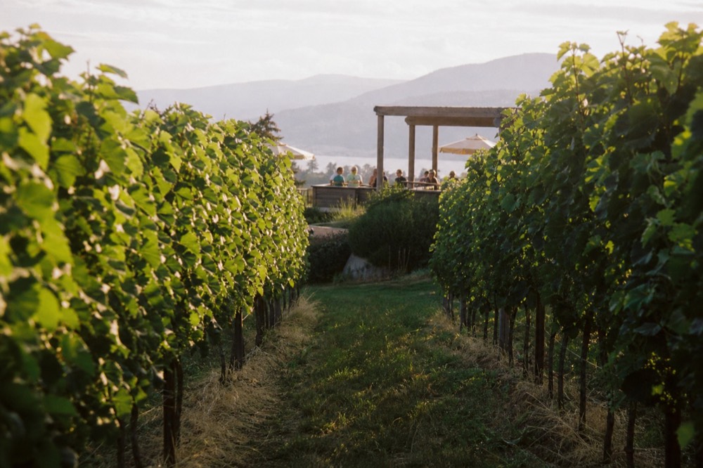 A small group's-eye view down a vineyard row toward an open tasting patio, figures indistinct in the distance, no branding.