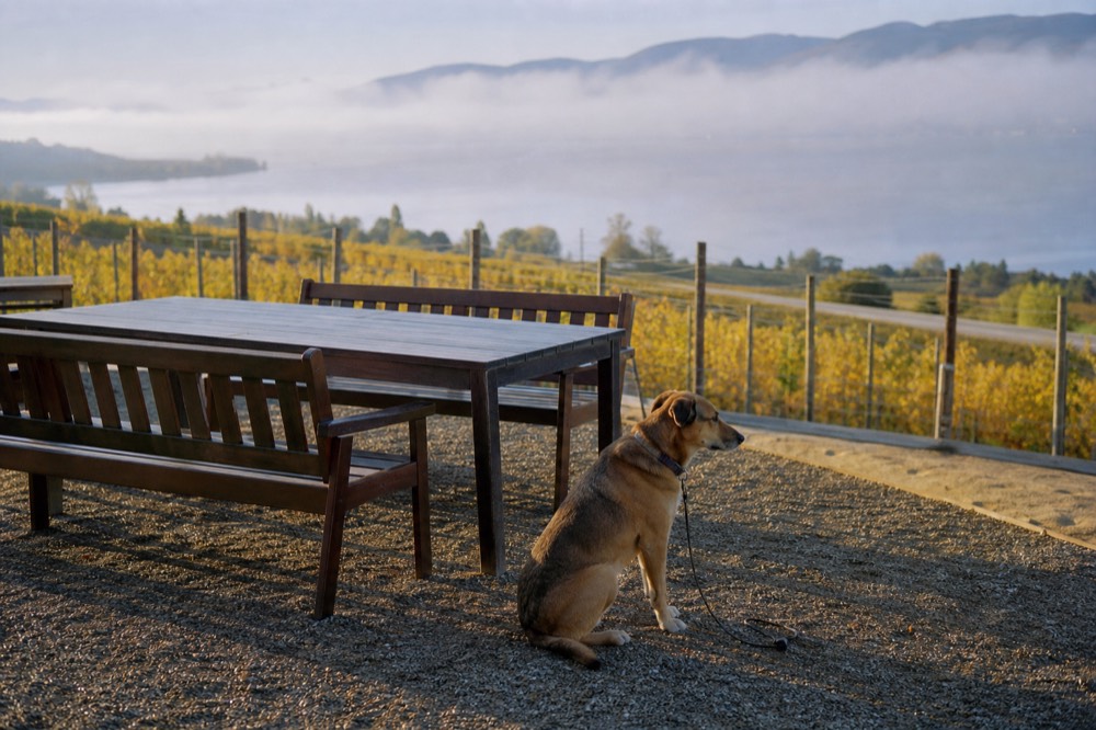 A medium-sized dog on a leash sitting beside an outdoor winery table on a gravel terrace, vineyard rows and blue lake behind, no people, no logos, no text.