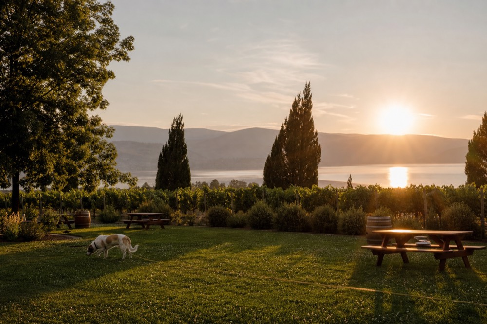 A lakeside winery lawn with scattered picnic tables and a dog on a long leash sniffing the grass, Okanagan Lake glittering behind, no people, no branding, no text.