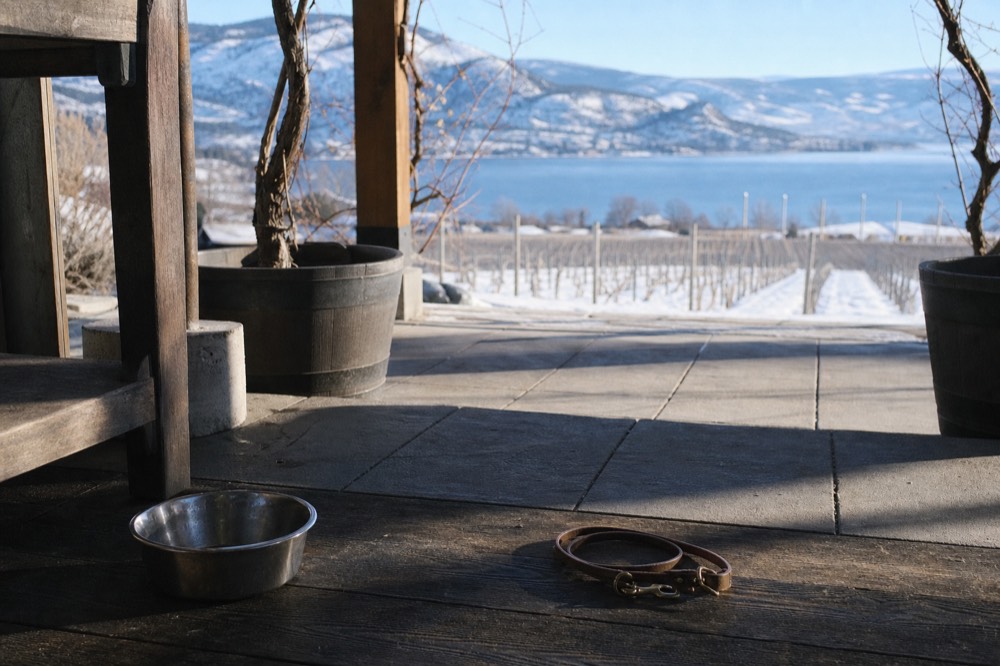 A stainless water bowl and a coiled leash on a shaded wooden winery deck, potted vines and a slice of lake view in the background, no people, no branding, no text.
