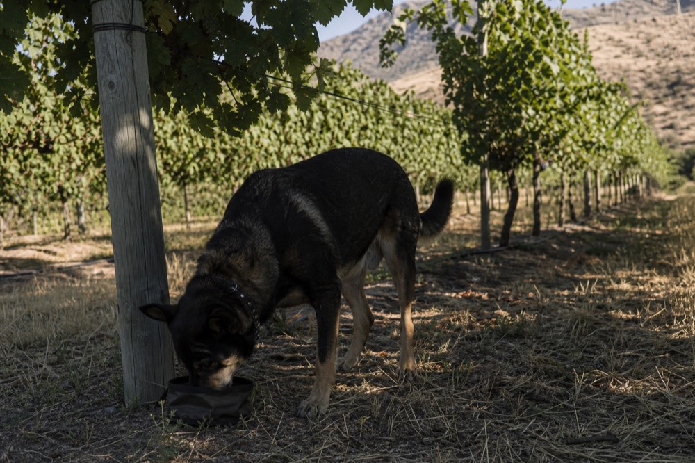 A dog drinking from a portable travel bowl in the shade of a vineyard trellis, dappled light on dry summer grass, no people, no branding, no text.