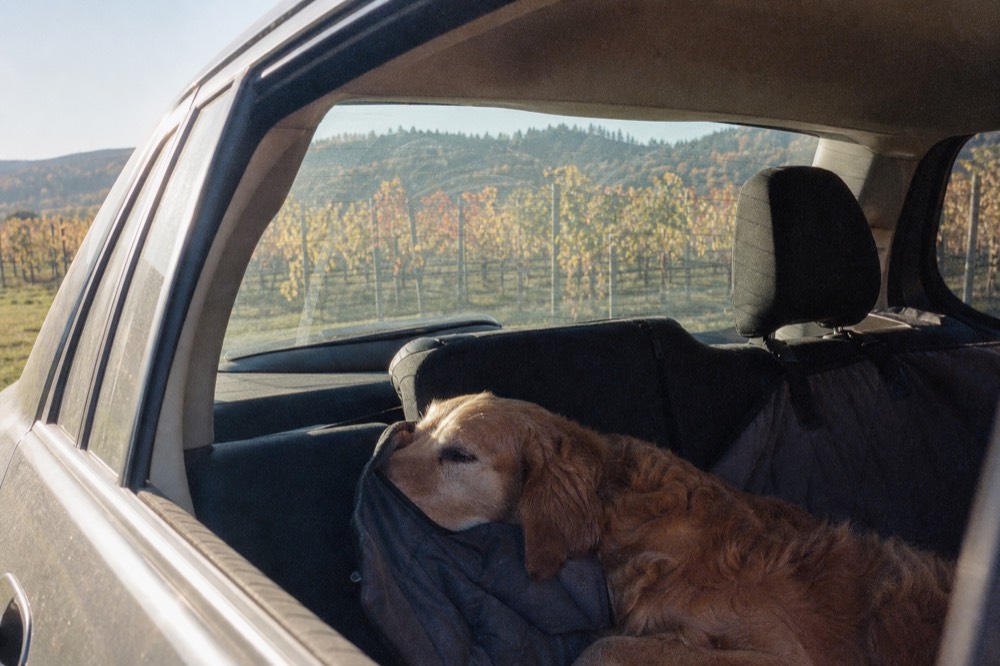 A dog resting on the back seat of a parked car with a window cracked and vineyard rows visible through the glass, warm daylight, no people, no branding, no text.