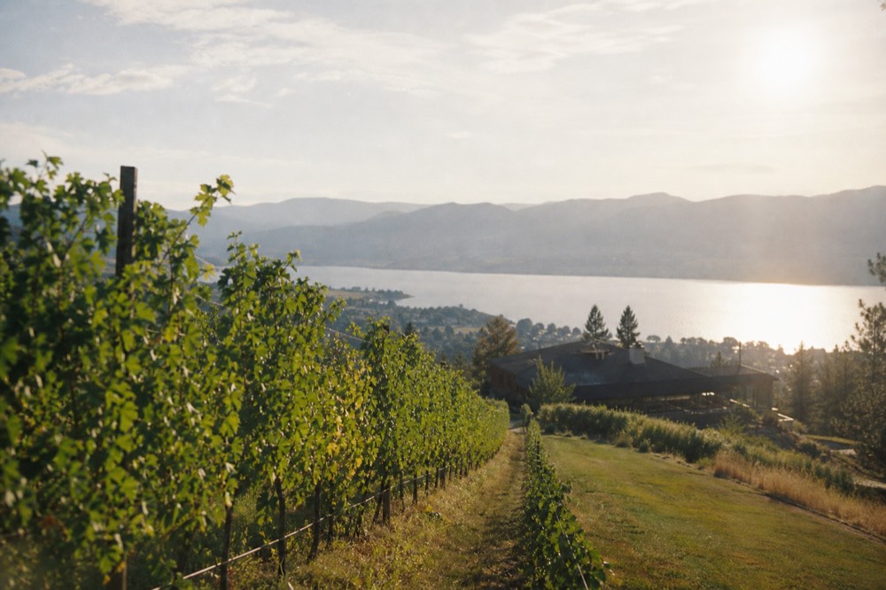 Rows of Riesling and Pinot Noir vines on a gentle east-facing slope with Okanagan Lake below in golden light, no people, no signage.