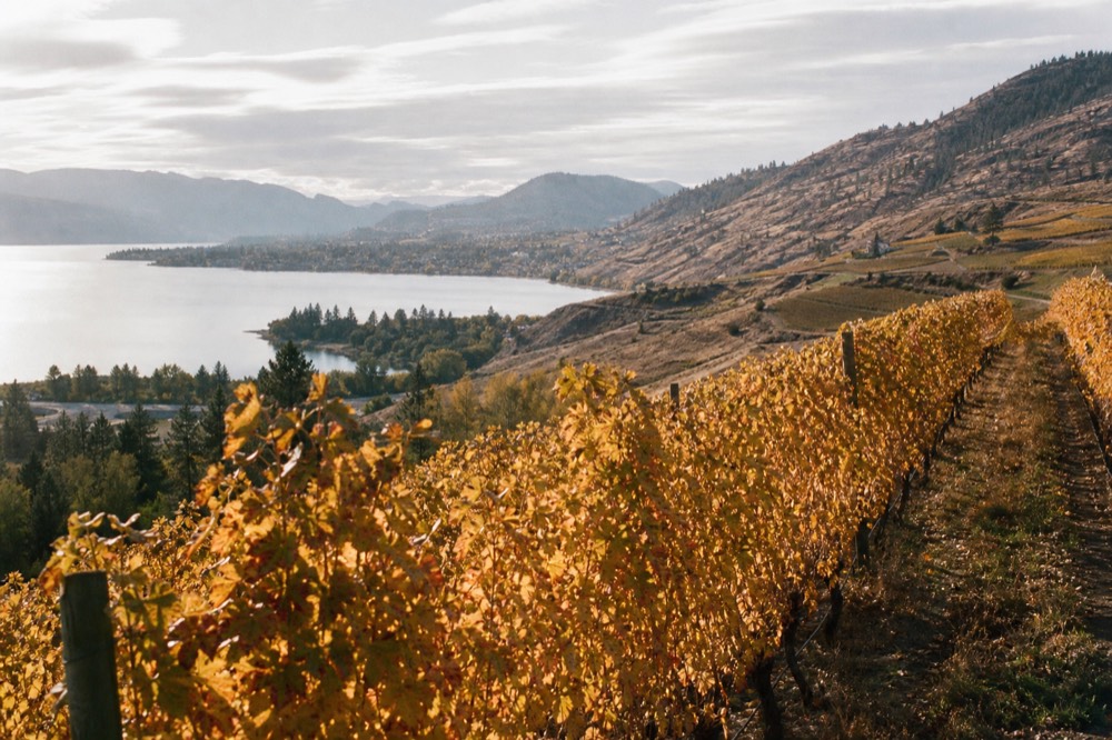 Autumn vineyard rows in gold and russet on an East Kelowna slope with Okanagan Lake in the distance, no people, no branding.