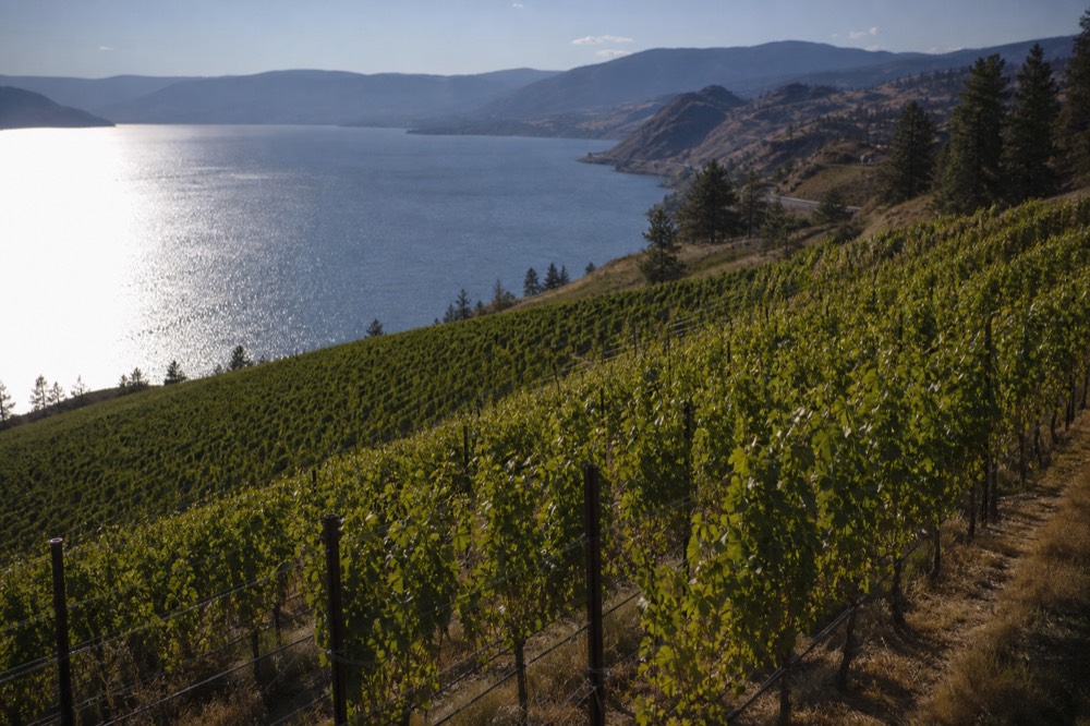 East Kelowna sloped vineyards catching low morning light above the calm water of Okanagan Lake, no people, no signage.