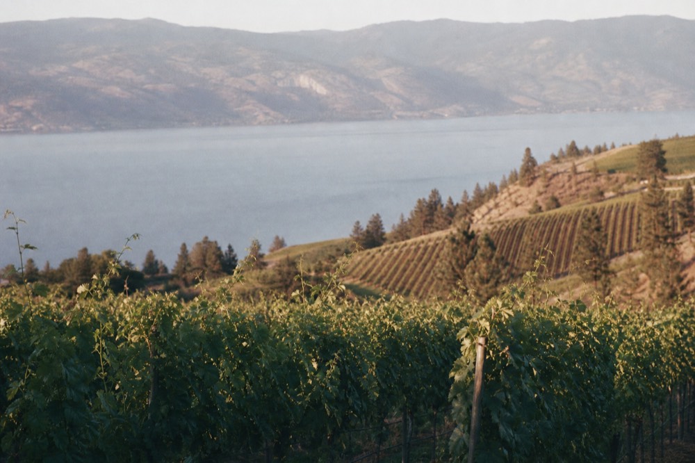 Lake Country terraced vineyards and orchards dropping to a narrow blue lake under soft light, no branding, no people.