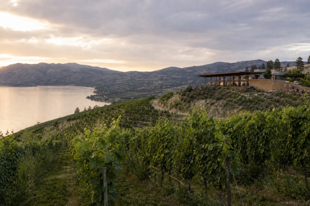 The Naramata Bench, terraced vineyard rows on a narrow strip high above Okanagan Lake at golden hour, no people, no branding.