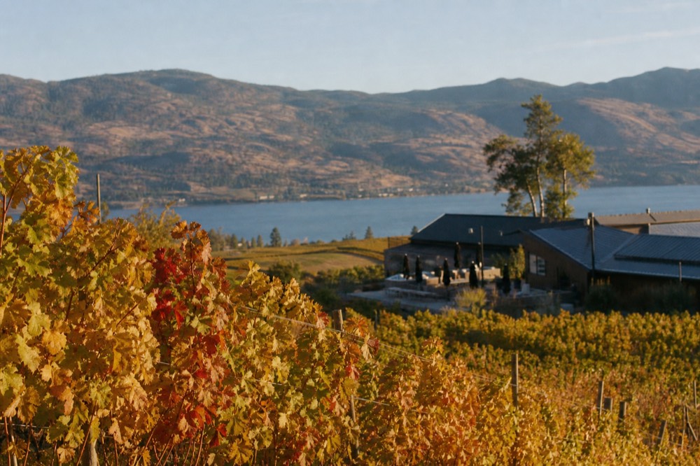 South Okanagan desert vineyards with dry tan hills and a strip of lake under warm light, no branding, no people.