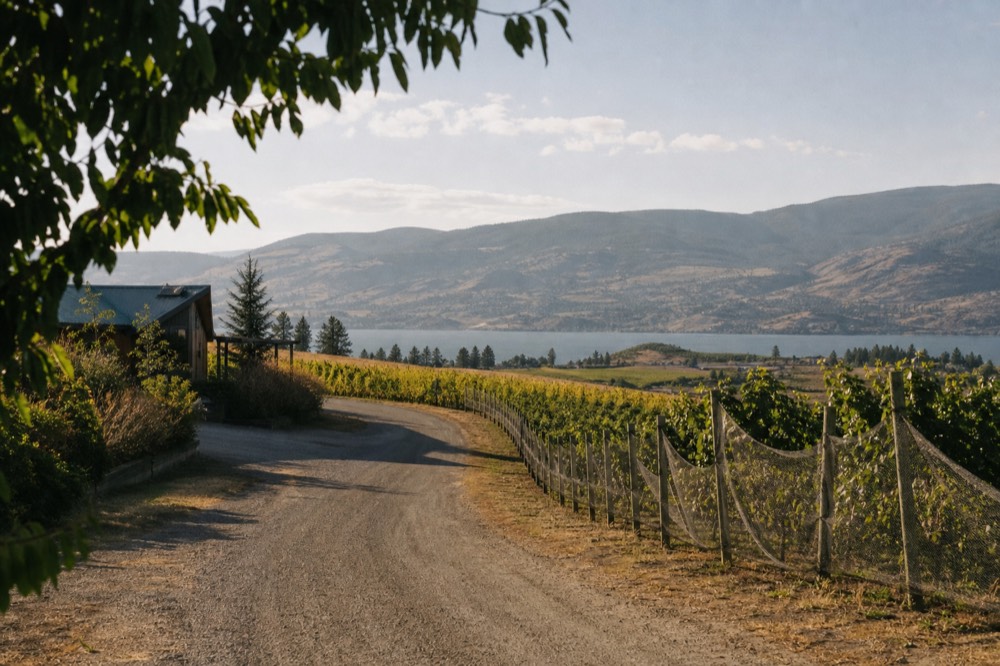 A quiet country road curving between vineyard blocks toward distant hills and a sliver of lake, no cars, no signage, no people, golden late-morning light.