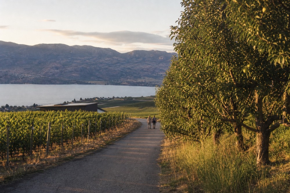 A quiet country road running between vineyard blocks toward a lake, orchard trees along one side, no cars, no signage.