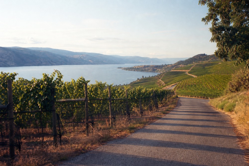 A narrow country road running along a vineyard shelf high above a long blue lake, orchards and hills in the distance, no vehicles, no people, no text.