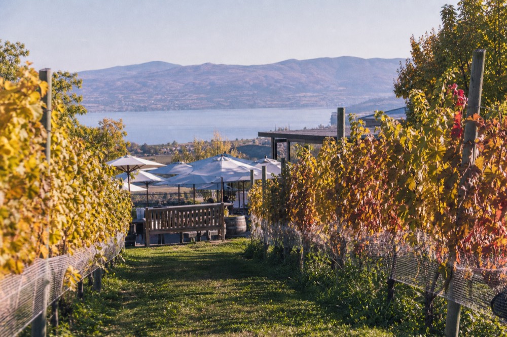 A small group's-eye view along a vineyard row toward a bench tasting patio with umbrellas and lake views, no identifiable people, no branding, no text.