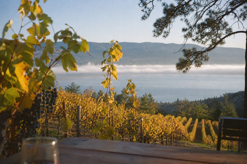 Golden autumn vineyard rows with ripe grapes and turning leaves on a hillside above a calm lake, soft morning light, no people, no branding, no text.