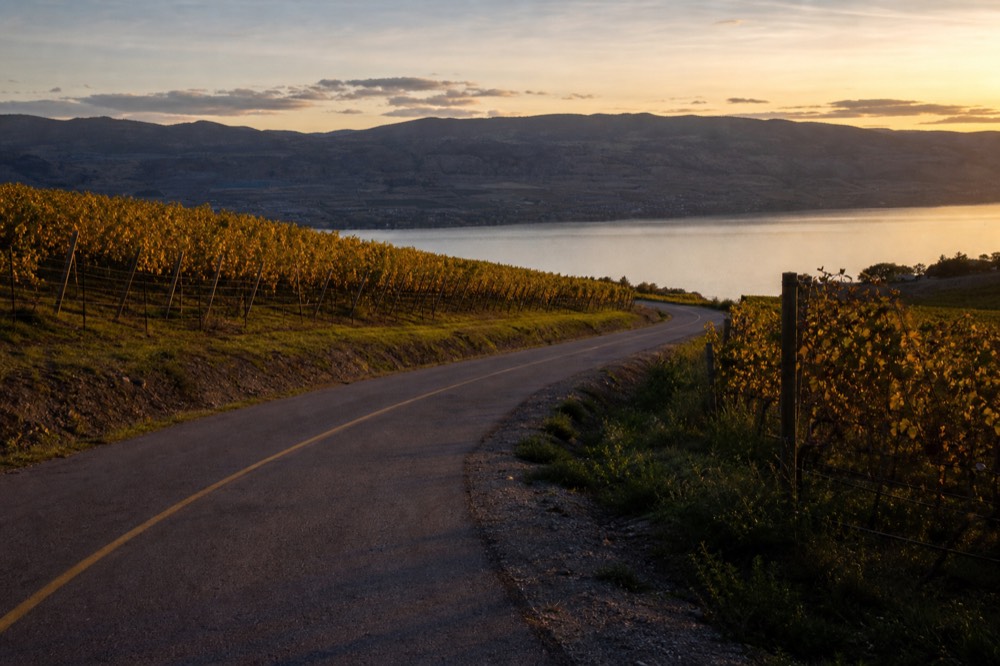 An empty two-lane country road curving between vineyard blocks toward distant lake and hills at dusk, no vehicles, no people, no signage.