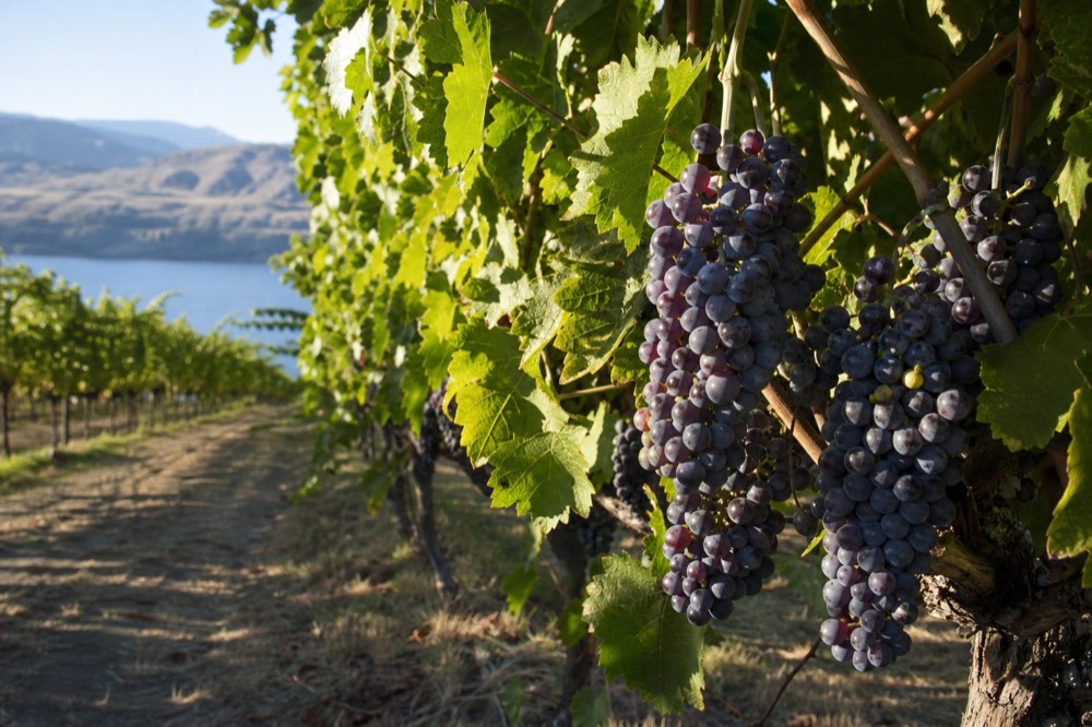 Close-up of ripe dark red grape clusters on a sun-drenched vine with sandy desert soil and pale dry hills blurred behind, intense midday light, no people, no branding, no text.