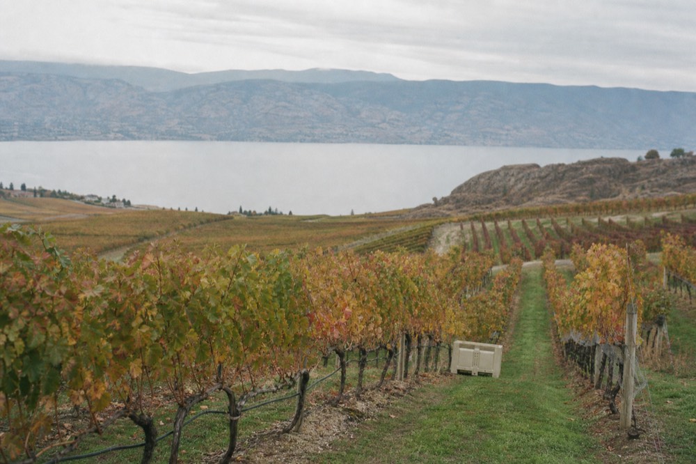 Rows of vineyard turning gold and red in autumn on a desert slope above a calm lake, harvest bins at the row ends, soft morning light, no people, no branding, no text.