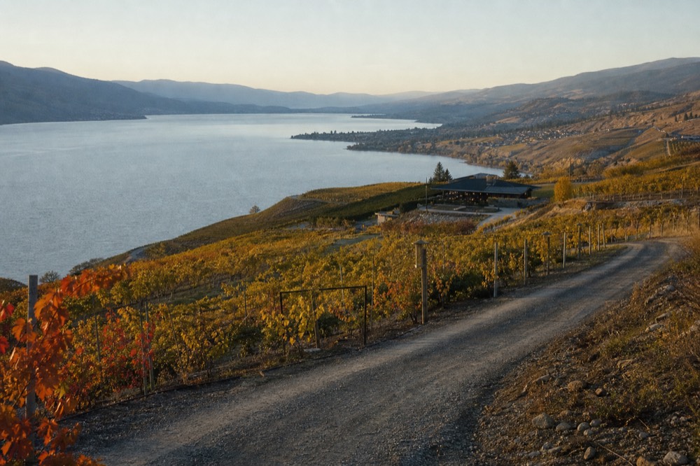 Terraced vineyard rows dropping steeply toward a long blue lake on a benchland slope at golden hour, a gravel winery lane winding through, no people, no branding, no text.