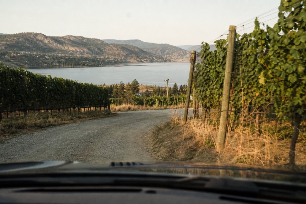 A private vehicle's-eye view along a narrow benchland vineyard road curving between vine rows toward a lake, no people, no license plates, no signage, warm light, no text.