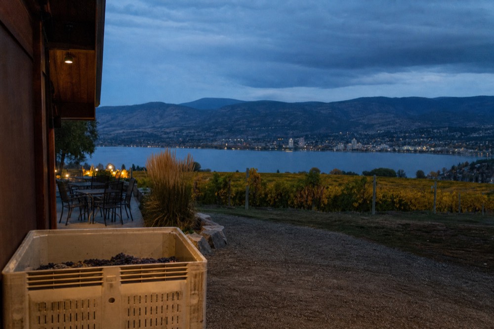 Autumn vineyard rows glowing gold and russet on a lakeside bench with harvest bins and a distant town, crisp morning light, no people, no branding, no text.