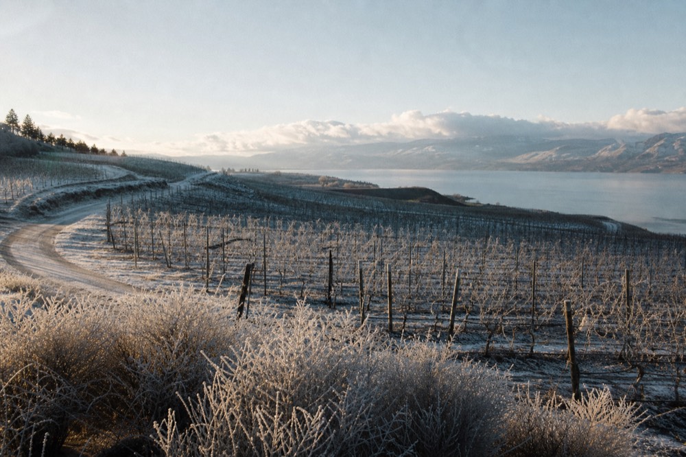 A winding country lane through vineyard hills with Okanagan Lake in the distance, no cars, no signage, no people.