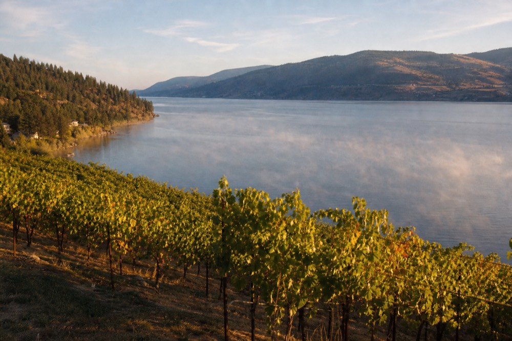 Rows of vines on a terraced bench catching golden evening light above a calm lake, dry hills beyond, no people, no branding.