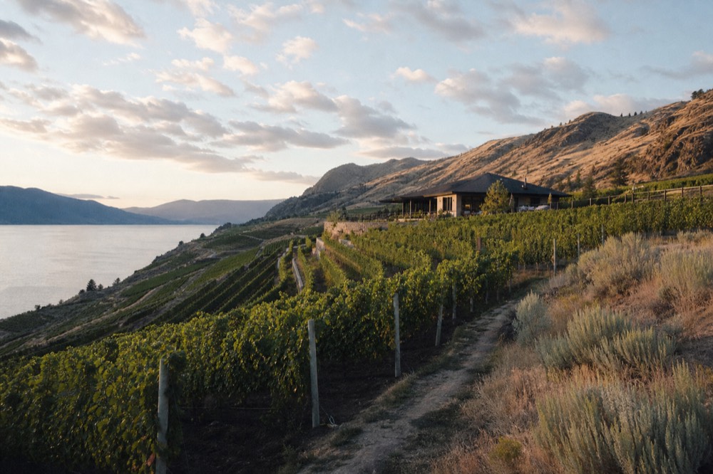 Terraced vineyard rows on a west-facing bench descending toward a lake, with a low winery building among the vines, soft evening light, no people, no branding, no text.
